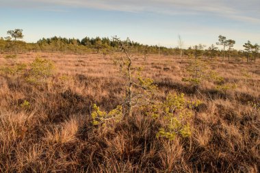 Harika Kemeri bataklık Boardwalk Aralık, Kemeri Milli Parkı, Letonya