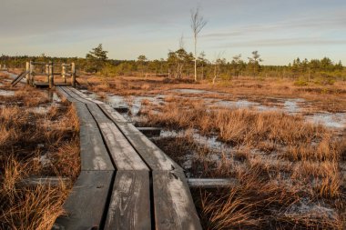 Harika Kemeri bataklık Boardwalk Aralık, Kemeri Milli Parkı, Letonya