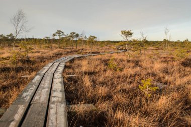Harika Kemeri bataklık Boardwalk Aralık, Kemeri Milli Parkı, Letonya