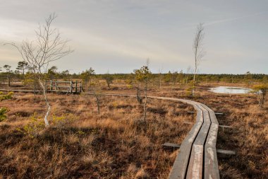 Harika Kemeri bataklık Boardwalk Aralık, Kemeri Milli Parkı, Letonya