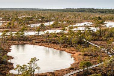 Harika Kemeri bataklık Boardwalk Aralık, Kemeri Milli Parkı, Letonya