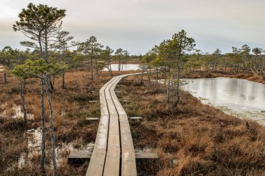 Harika Kemeri bataklık Boardwalk Aralık, Kemeri Milli Parkı, Letonya