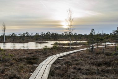 Harika Kemeri bataklık Boardwalk Aralık, Kemeri Milli Parkı, Letonya