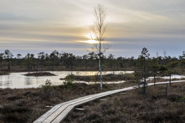 Harika Kemeri bataklık Boardwalk Aralık, Kemeri Milli Parkı, Letonya