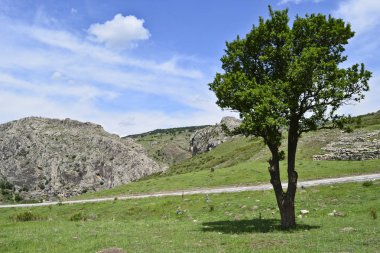 Yalnız ağaç taşlı Hattuşa manzara