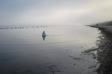 Beyaz Kuğu ve sonbahar, Letonya, Jurmala sisli bir gün yakındaki Baltık Denizi kıyısında yüzme martılar