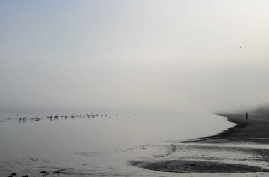 Sonbahar, Letonya, Jurmala sisli bir günde bir sahilde bir görünümünü