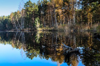 Sonbaharda, Kemeri Milli Parkı, Letonya ağaçların yansıması ile orman Gölü (melnezers)