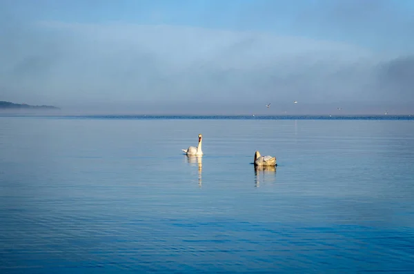 Cisnes Brancos Nadando Perto Costa Mar Báltico Dia Nebuloso Outono — Fotografia de Stock