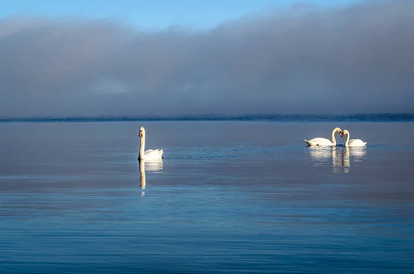 Cisnes Blancos Nadando Cerca Costa Del Mar Báltico Día Brumoso — Foto de Stock