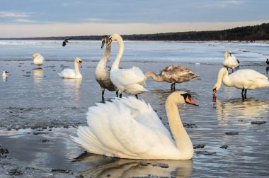 Donmuş coast, Baltık Denizi, Letonya, Jurmala Beyaz Kuğu