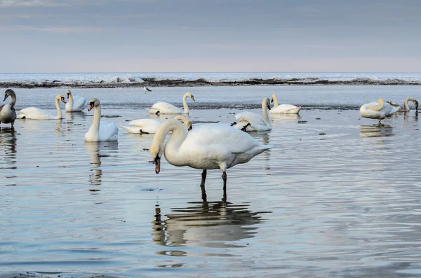 Cisnes Blancos Costa Congelada Del Mar Báltico Letonia Jurmala — Foto de Stock