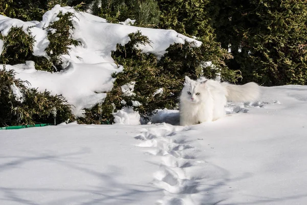 Cat Snow — Stock Photo, Image