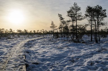 Harika Kemeri bataklık Boardwalk Aralık, Kemeri Milli Parkı, Letonya