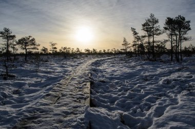 Harika Kemeri bataklık Boardwalk Aralık, Kemeri Milli Parkı, Letonya