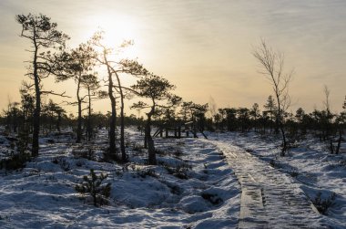 Harika Kemeri bataklık Boardwalk Aralık, Kemeri Milli Parkı, Letonya