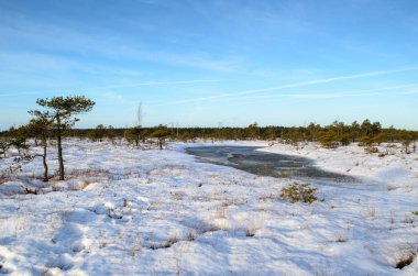 Harika Kemeri bataklık Boardwalk Aralık, Kemeri Milli Parkı, Letonya