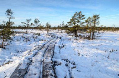 Harika Kemeri bataklık Boardwalk Aralık, Kemeri Milli Parkı, Letonya