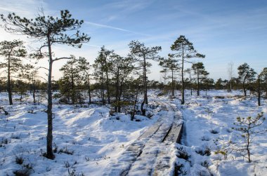 Harika Kemeri bataklık Boardwalk Aralık, Kemeri Milli Parkı, Letonya