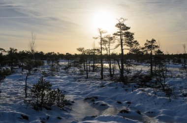 Harika Kemeri bataklık Boardwalk Aralık, Kemeri Milli Parkı, Letonya