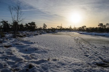 Harika Kemeri bataklık Boardwalk Aralık, Kemeri Milli Parkı, Letonya