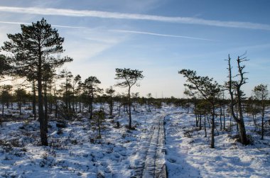 Harika Kemeri bataklık Boardwalk Aralık, Kemeri Milli Parkı, Letonya