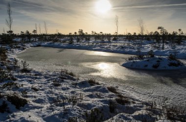 Harika Kemeri bataklık Boardwalk Aralık, Kemeri Milli Parkı, Letonya
