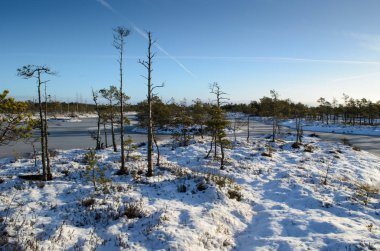 Harika Kemeri bataklık Boardwalk Aralık, Kemeri Milli Parkı, Letonya
