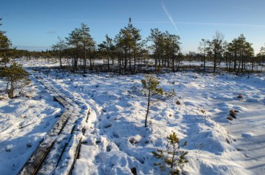 Harika Kemeri bataklık Boardwalk Aralık, Kemeri Milli Parkı, Letonya
