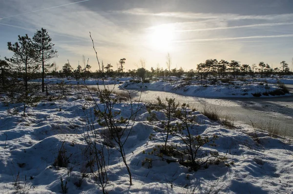 Harika Kemeri bataklık Boardwalk Aralık, Kemeri Milli Parkı, Letonya