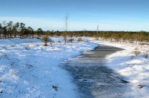 Harika Kemeri bataklık Boardwalk Aralık, Kemeri Milli Parkı, Letonya