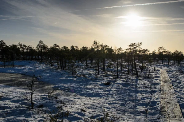 Harika Kemeri bataklık Boardwalk Aralık, Kemeri Milli Parkı, Letonya