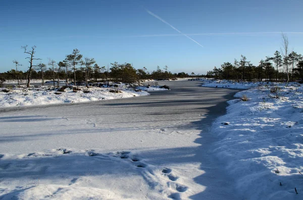 Harika Kemeri bataklık Boardwalk Aralık, Kemeri Milli Parkı, Letonya
