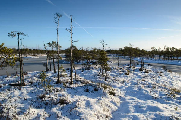 Harika Kemeri bataklık Boardwalk Aralık, Kemeri Milli Parkı, Letonya