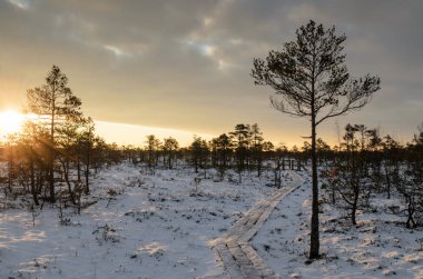 Harika Kemeri bataklık Boardwalk kışın, Kemeri Milli Parkı, Letonya