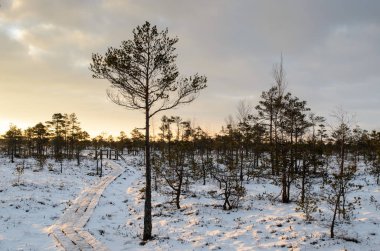 Harika Kemeri bataklık Boardwalk kışın, Kemeri Milli Parkı, Letonya