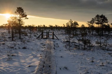 Harika Kemeri bataklık Boardwalk kışın, Kemeri Milli Parkı, Letonya