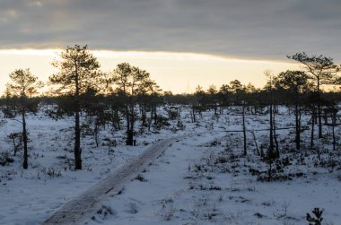Harika Kemeri bataklık Boardwalk kışın, Kemeri Milli Parkı, Letonya