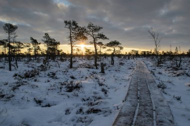 Harika Kemeri bataklık Boardwalk kışın, Kemeri Milli Parkı, Letonya
