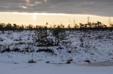 Harika Kemeri bataklık Boardwalk kışın, Kemeri Milli Parkı, Letonya