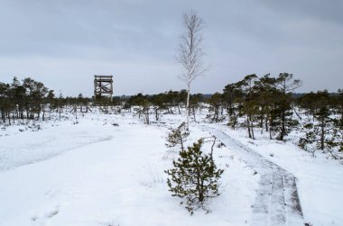 Harika Kemeri bataklık Boardwalk kışın, Kemeri Milli Parkı, Letonya