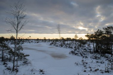 Harika Kemeri bataklık Boardwalk kışın, Kemeri Milli Parkı, Letonya