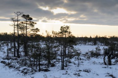 Harika Kemeri bataklık Boardwalk kışın, Kemeri Milli Parkı, Letonya