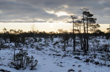 Harika Kemeri bataklık Boardwalk kışın, Kemeri Milli Parkı, Letonya