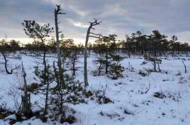 Harika Kemeri bataklık Boardwalk kışın, Kemeri Milli Parkı, Letonya