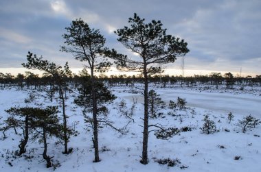 Harika Kemeri bataklık Boardwalk kışın, Kemeri Milli Parkı, Letonya
