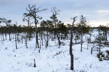 Harika Kemeri bataklık Boardwalk kışın, Kemeri Milli Parkı, Letonya