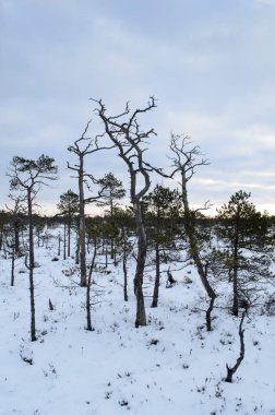 Harika Kemeri bataklık Boardwalk kışın, Kemeri Milli Parkı, Letonya