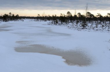 Harika Kemeri bataklık Boardwalk kışın, Kemeri Milli Parkı, Letonya