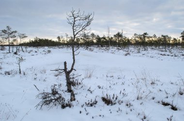 Harika Kemeri bataklık Boardwalk kışın, Kemeri Milli Parkı, Letonya